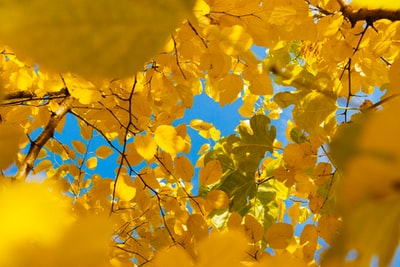 黄色白天有叶子的树
